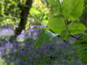 Filming in Bluebell woods, Gorleston-on-Sea, Great Yarmouth in the Spring of 2021